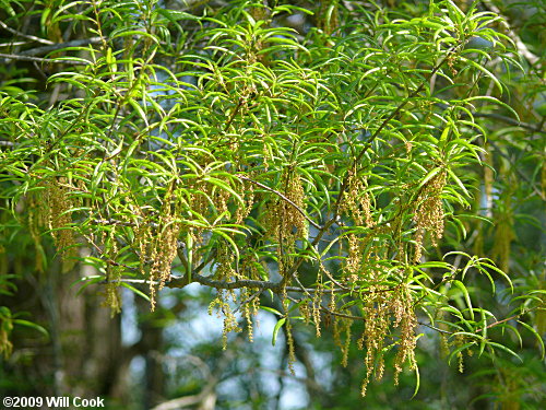 Willow Oak (Quercus phellos) flowers.