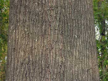 Willow Oak (Quercus phellos)