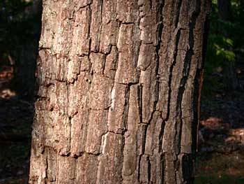 Chestnut Oak (Quercus prinus/Quercus montana) bark