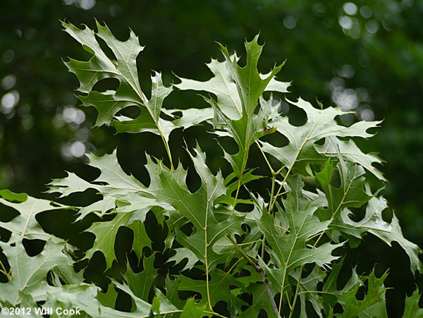 Shumard Oak (Quercus shumardii) leaf
