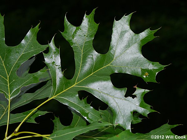 Shumard Oak (Quercus shumardii) leaf