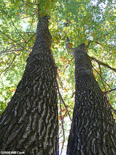 Shumard Oak (Quercus shumardii) bark