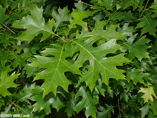 Shumard Oak (Quercus shumardii) leaves