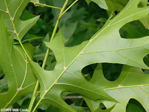Shumard Oak (Quercus shumardii) leaf underside