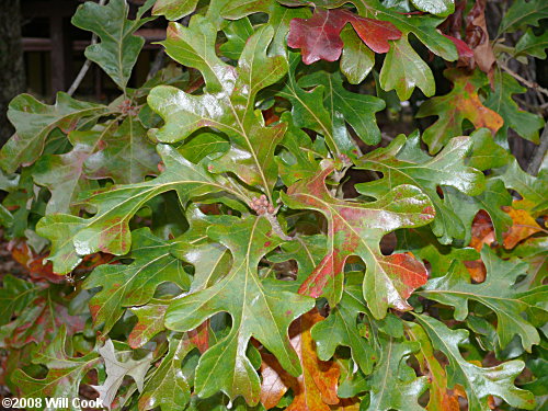 Post Oak (Quercus stellata)
