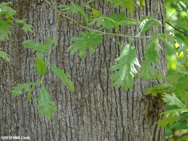 Post Oak (Quercus stellata) bark