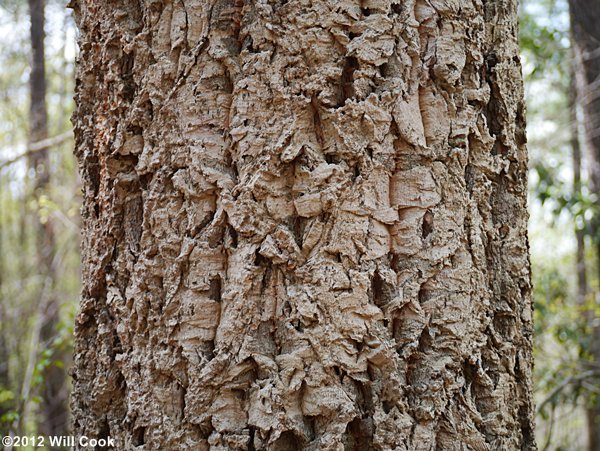 Chinese Cork Oak (Quercus variabilis) bark