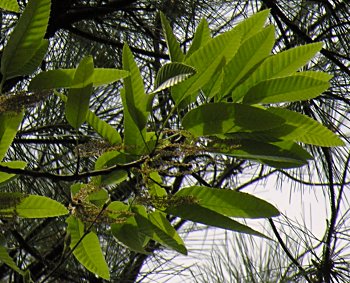 Chinese Cork Oak (Quercus variabilis)