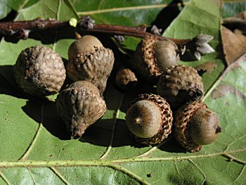 Black Oak (Quercus velutina) acorns
