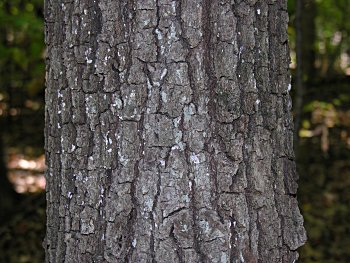 Black Oak (Quercus velutina) bark