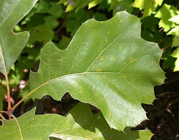 Black Oak (Quercus velutina) leaf