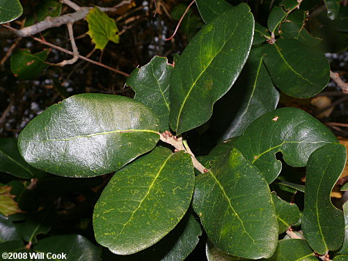 Live Oak (Quercus virginiana) leaves