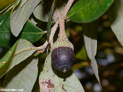 Live Oak (Quercus virginiana) acorn