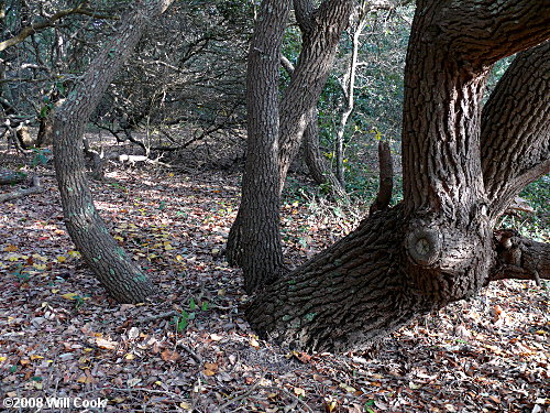Live Oak (Quercus virginiana) trunks