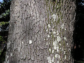 Live Oak (Quercus virginiana)