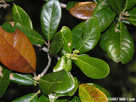 Live Oak (Quercus virginiana)