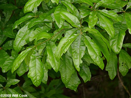 Oak hybrid (Quercus phellos)