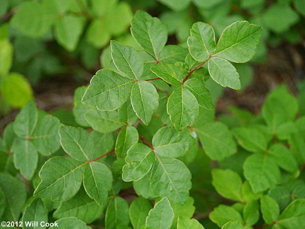Fragrant Sumac (Rhus aromatica) leaves