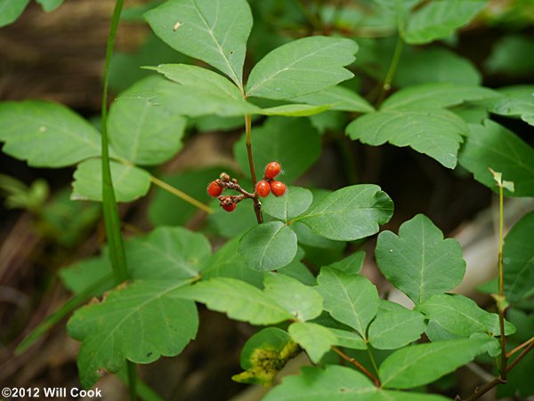 Fragrant Sumac (Rhus aromatica) fruits
