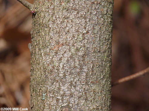 Fragrant Sumac (Rhus aromatica) bark