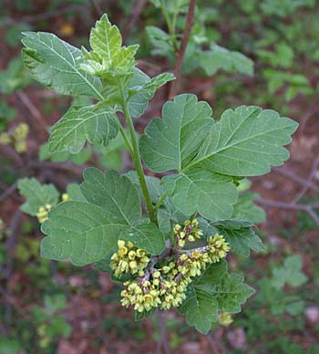 Fragrant Sumac (Rhus aromatica)