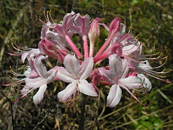 Dwarf Azalea (Rhododendron atlanticum)