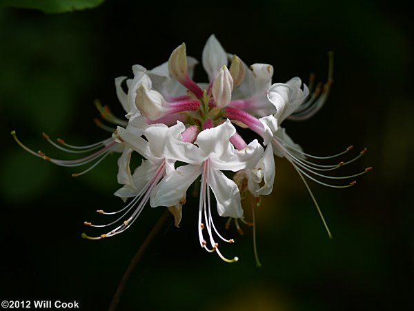 Piedmont Azalea (Rhododendron canescens)