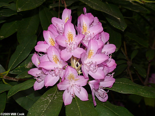 Catawba Rhododendron (Rhododendron catawbiense) flowers