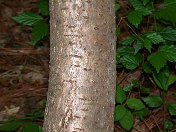 Winged Sumac (Rhus copallinum) bark