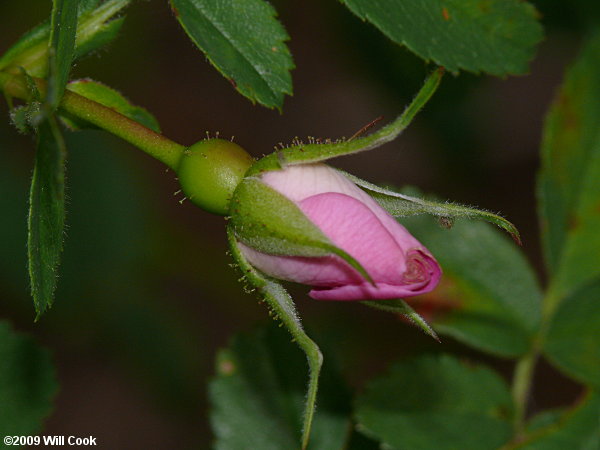 Carolina Rose (Rosa carolina) flower