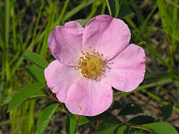 Carolina Rose (Rosa carolina) flower