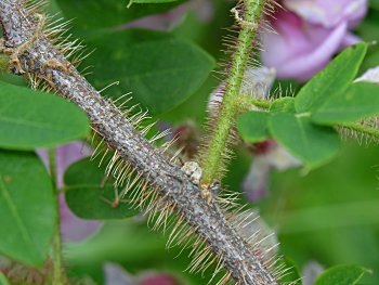 Bristly Locust (Robinia hispida var. hispida) branches