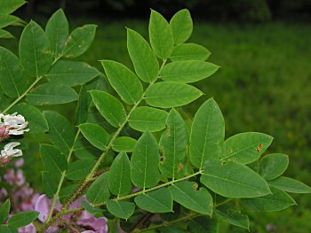 Bristly Locust (Robinia hispida var. hispida) leaves