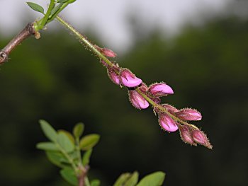 Bristly Locust (Robinia hispida var. hispida) flowers