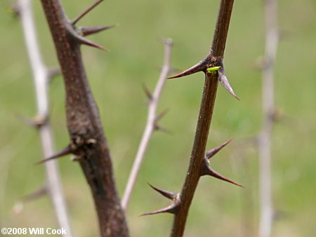 Black Locust (Robinia pseudoacacia) spines