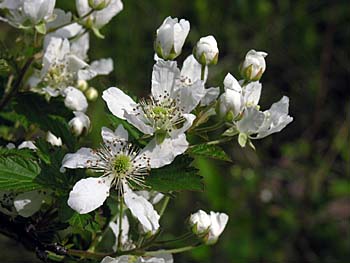 Sawtooth Blackberry (Rubus argutus)