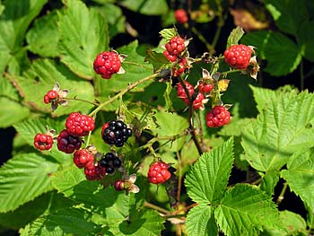 Sawtooth Blackberry (Rubus argutus)