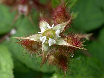 Wineberry (Rubus phoenicolasius)