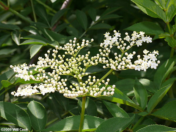 Common Elderberry (Sambucus canadensis) flowers