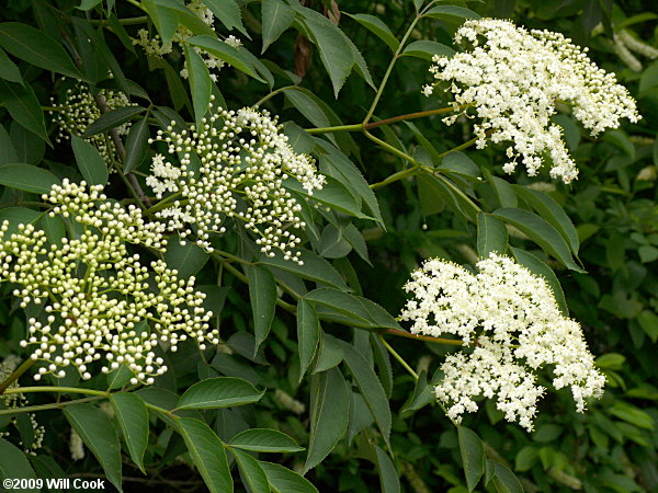 Common Elderberry (Sambucus canadensis) flowers