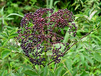 Common Elderberry (Sambucus canadensis) fruits