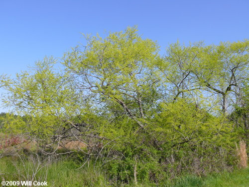 Black Willow (Salix nigra) tree in flower