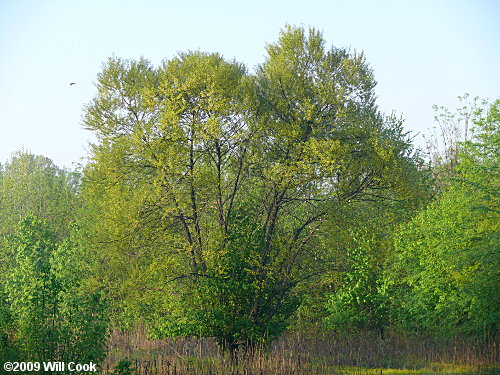 Black Willow (Salix nigra) tree