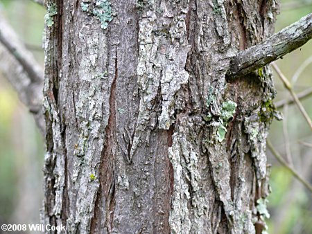 Black Willow (Salix nigra) bark