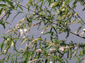 Black Willow (Salix nigra)