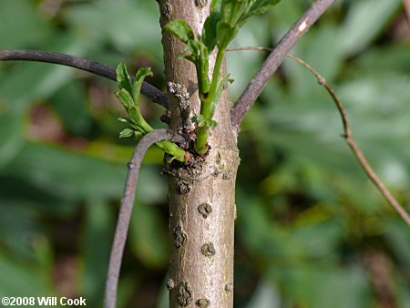 Red Elderberry (Sambucus racemosa) bark
