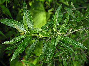Silky Willow (Salix sericea)