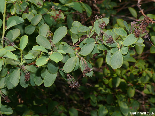 Asian Meadowsweet, Three-lobed Spiraea (Spiraea trilobata)