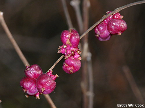 Coralberry (Symphoricarpos orbiculatus)