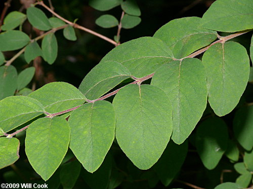Coralberry (Symphoricarpos orbiculatus) leaves